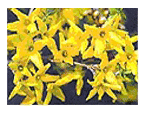 加平郡の花 : レンギョウ