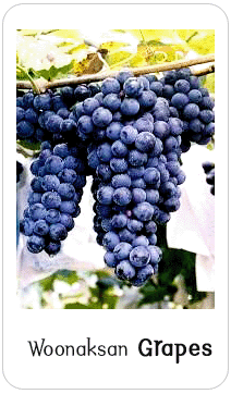 Woonaksan Grapes 