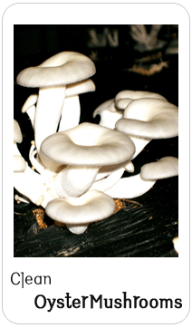 Clean Oyster Mushrooms