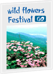 wild flowers Festival